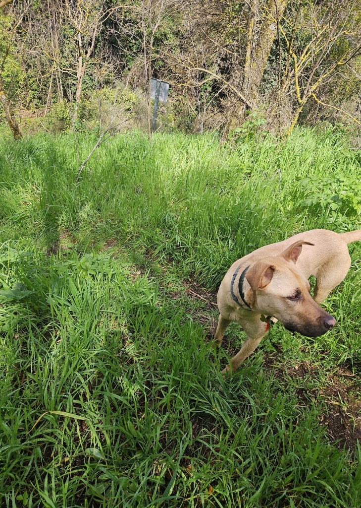 A dog walking through tall green grass in a natural setting with trees in the background.